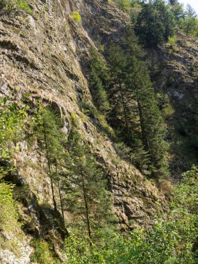 Almanya'da Kara Orman