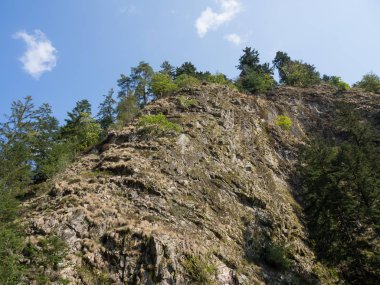 Almanya'da Kara Orman