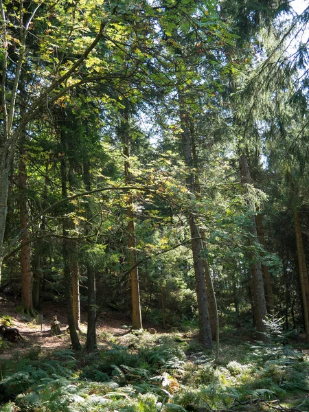 Fekete Erdő Németország — Stock Fotó