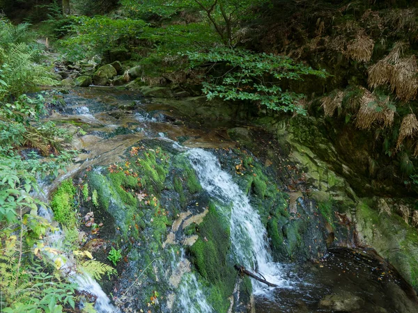 Bosque Negro Alemania — Foto de Stock