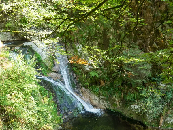 Foresta Nera Germania — Foto Stock