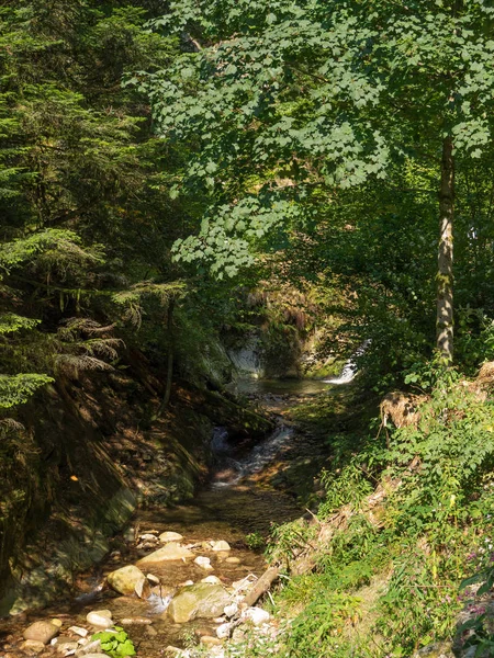 Bosque Negro Alemania — Foto de Stock