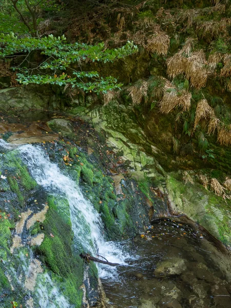 Bosque Negro Alemania — Foto de Stock