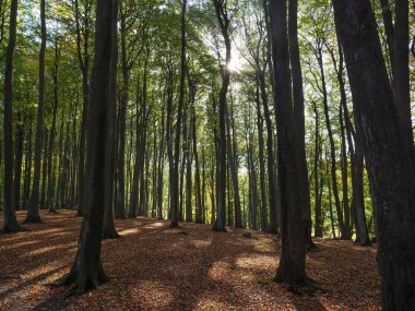 İsviçre Alpleri'nde hiking