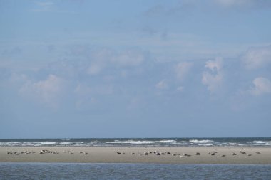 Alman spiekeroog Adası