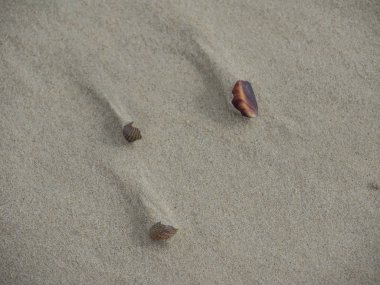 Alman spiekeroog Adası