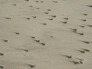 Alman spiekeroog Adası