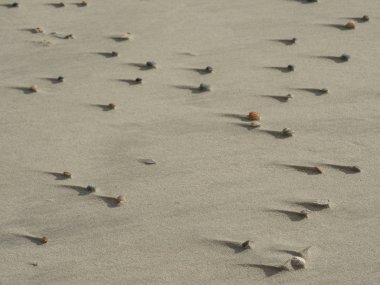 Alman spiekeroog Adası