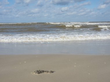 Alman spiekeroog Adası