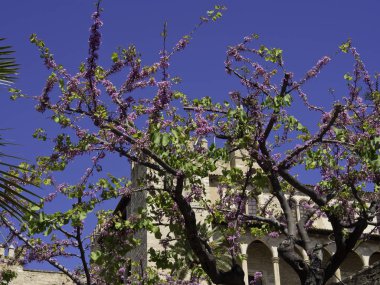 Palma de Mallorca, İspanya