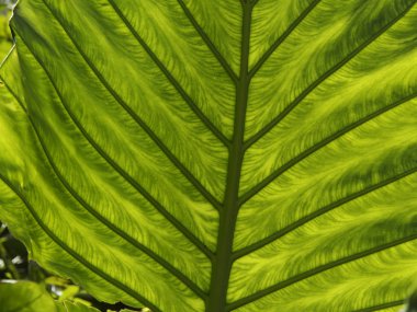 Palma de Mallorca, İspanya