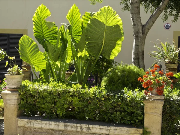 Palma Mallorca Spanien — Stockfoto