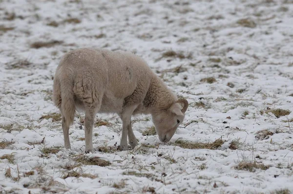 Winter Time Germany — Stock Photo, Image