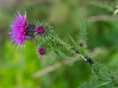 Hollanda'da doesborg kenti