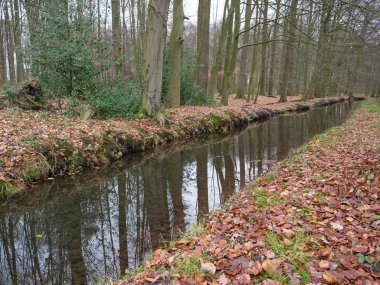 kale ve Alman muensterland ormanda
