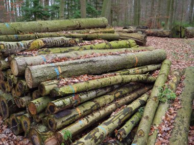 kale ve Alman muensterland ormanda