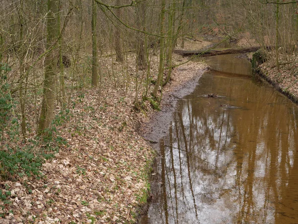 castle and forest in the german muensterland