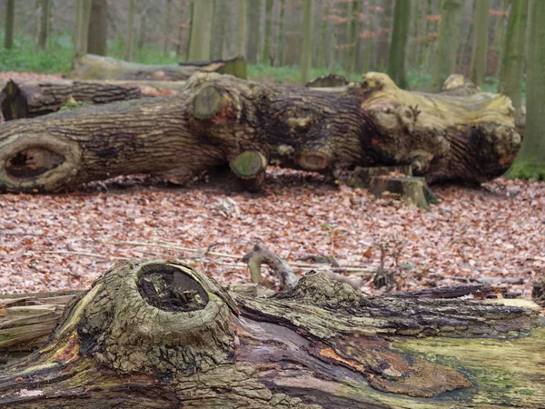 Kale Alman Muensterland Ormanda — Stok fotoğraf