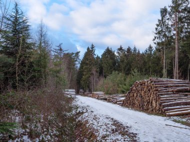 Alman ormanlarında kış mevsimi