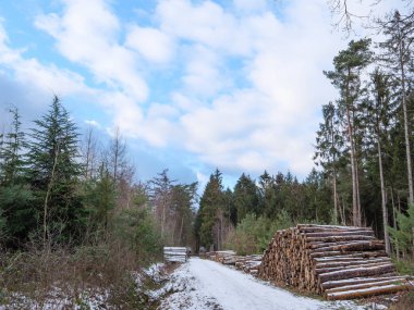 Alman ormanlarında kış mevsimi