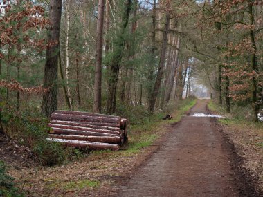 Alman ormanlarında kış mevsimi