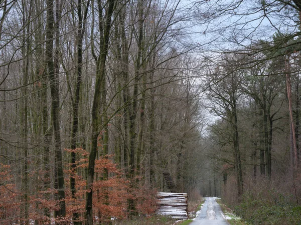 Wintertijd Een Duits Bos — Stockfoto