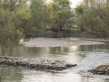 Almanya 'da Ren Nehri üzerinde nehir gezisi