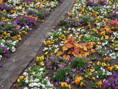 Almanya 'da Ren Nehri üzerinde nehir gezisi