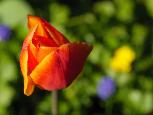 Frühling Garten — Stockfoto