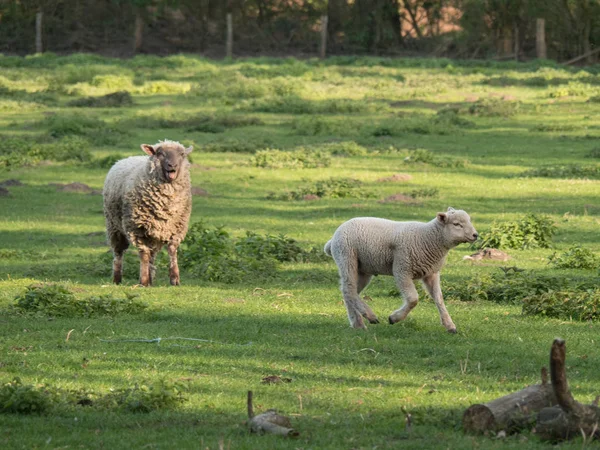 Moutons Dans Muensterland Allemand — Photo