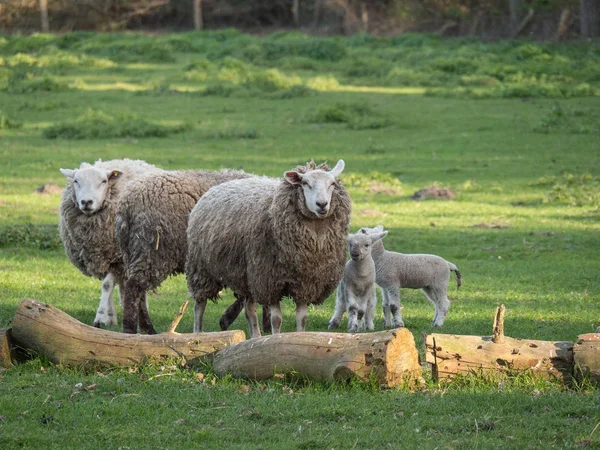 Får Det Tyska Muensterland — Stockfoto