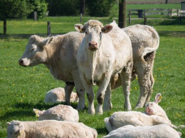 Alman muensterland inekler