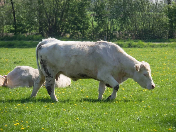 Cows German Muensterland — Stock Photo, Image