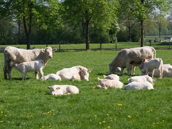 Vacas Muensterland Alemã — Fotografia de Stock