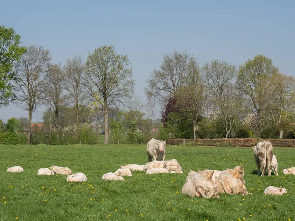 Koeien Het Duitse Muensterland — Stockfoto