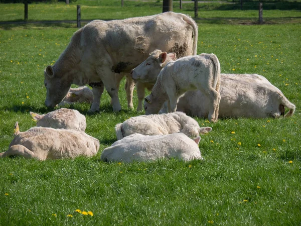Vacas Muensterland Alemã — Fotografia de Stock