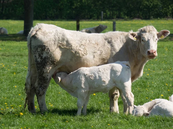 Vacas Muensterland Alemán —  Fotos de Stock