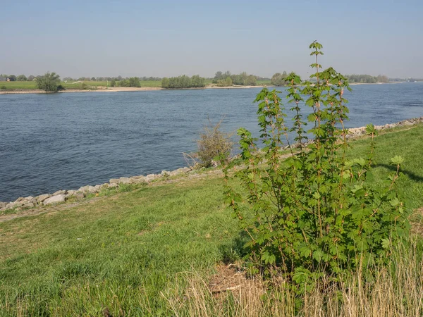 River Rhine Germany — Stock Photo, Image