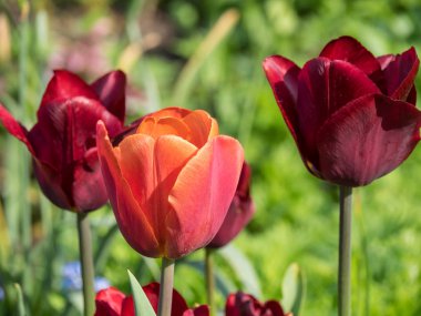 Alman bahçesinde bahar geldi.