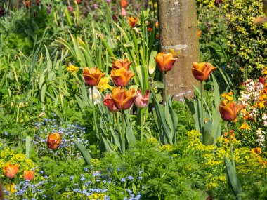Alman bahçesinde bahar geldi.