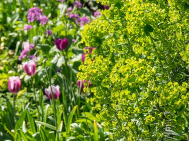 Alman bahçesinde bahar geldi.