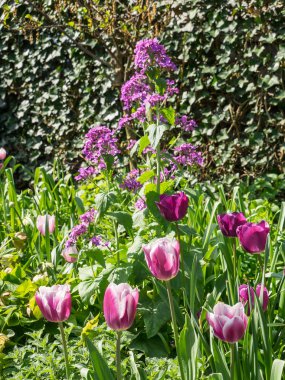 Alman bahçesinde bahar geldi.