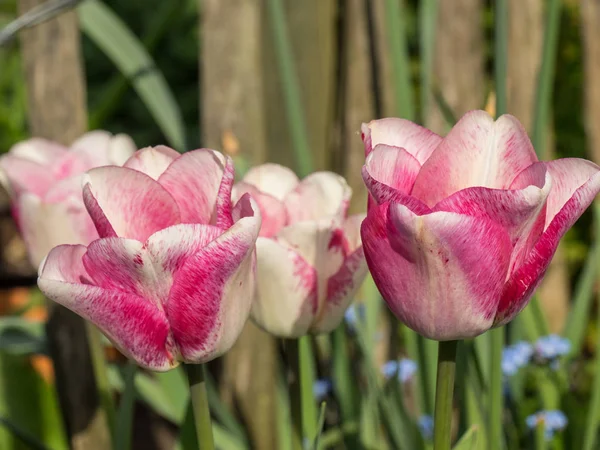 spring time in a german garden