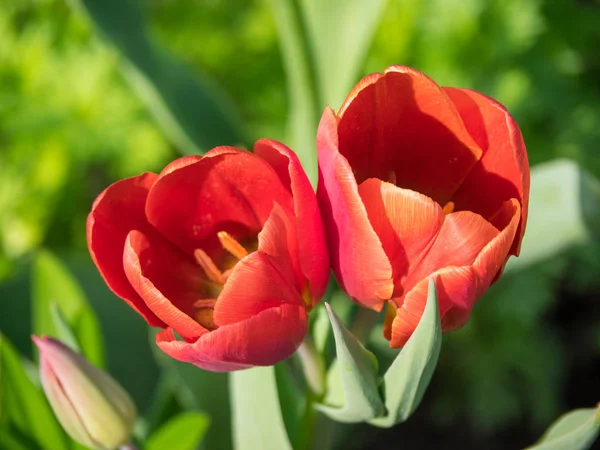 spring time in a german garden