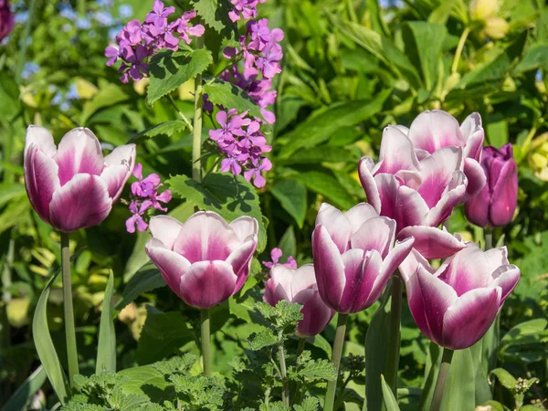 spring time in a german garden