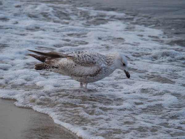 Danzica Polonia Nel Mar Baltico — Foto Stock