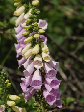 Alman baltrum Adası