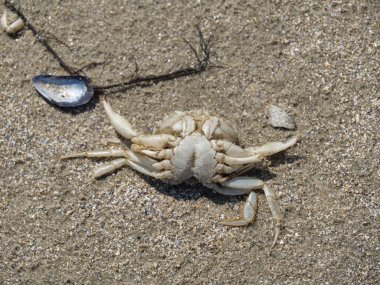 baltrum küçük ada