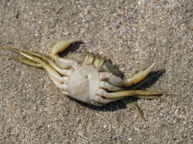 baltrum küçük ada