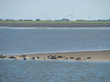 Alman baltrum Adası